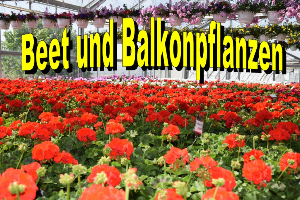 Foto Beet und Balkon 