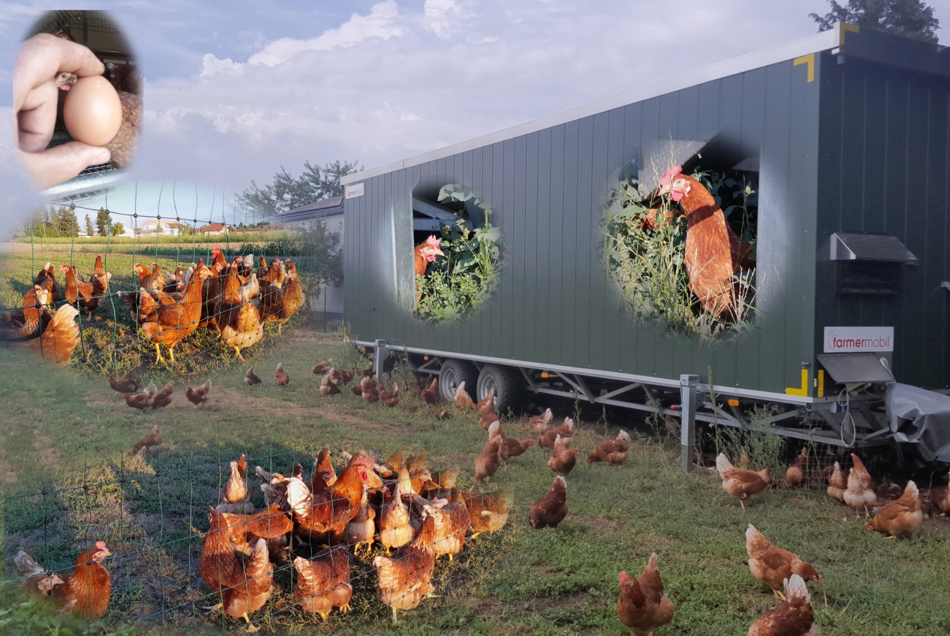 Foto Eier aus Freilandhaltung