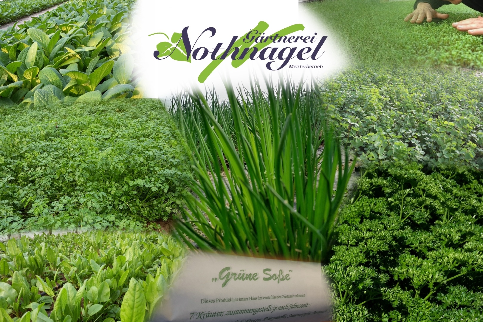 Foto Grüne Soße - Grie Soß`