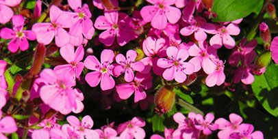 farbenfrohe Sommerblumen in der Gärtnerei